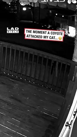 My cat successfully fought off a coyote 😲👏 (🎥: ViralHog)