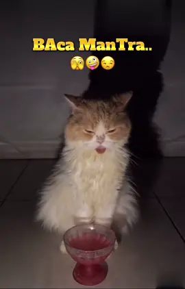 Senjata makan tuan #hiburan #contencreator #fypシ゚viral #catlover #dangdut 