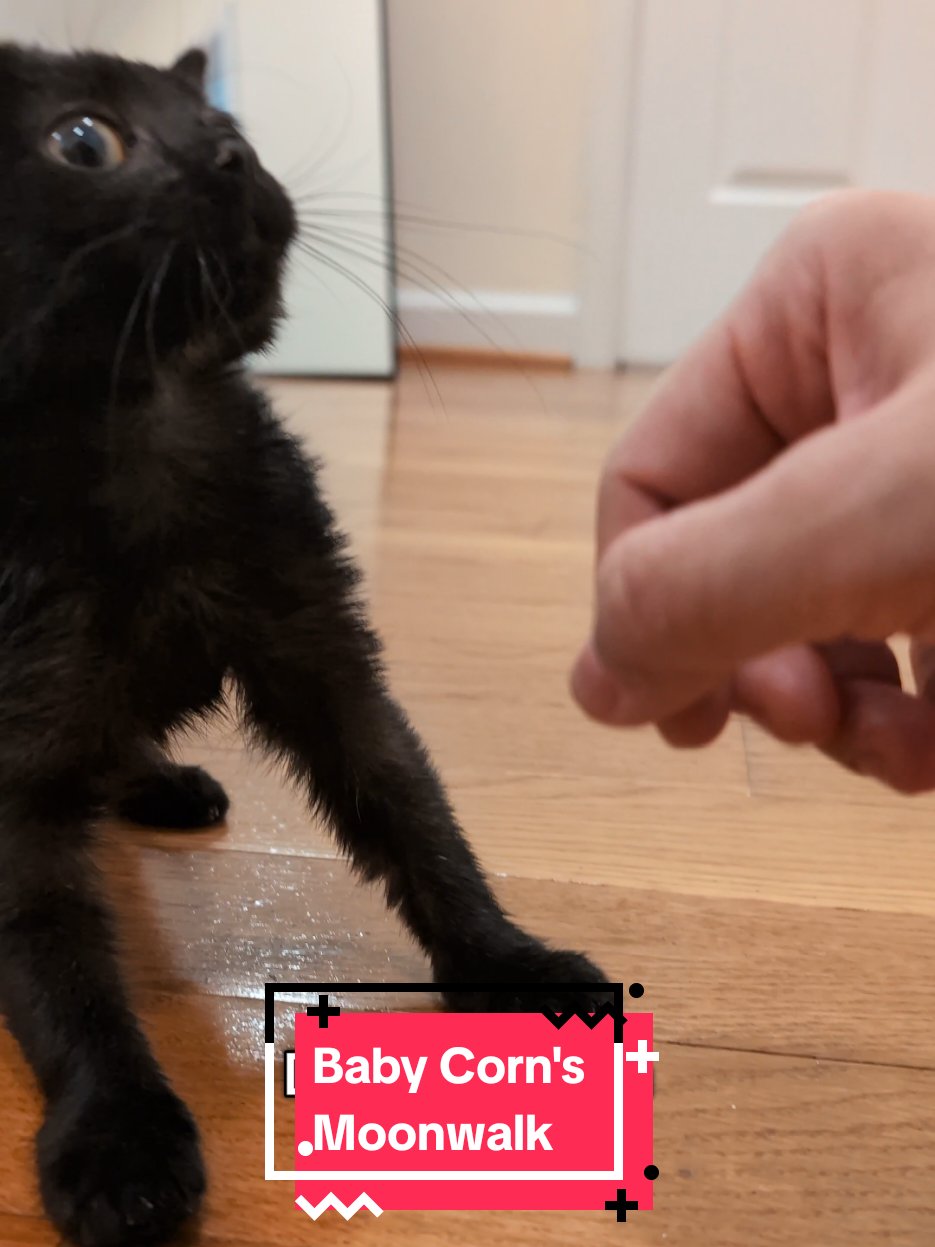 How did he slide backwards? #babycorncat #kitten #wobblycat 