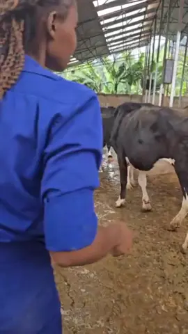 Dry cows and Incalfs available. For more details contact : 0705161562 +254705161562  #dairyfarming #kenyantiktok🇰🇪 #tanzaniantiktok🇹🇿 #ugandatiktok🇺🇬 #fyp 