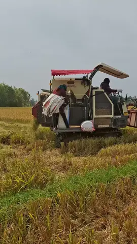 hoe kujak lom  #combină #petaniindonesia🇮🇩🇮🇩🇮🇩🌿🌿 #kulisawah #petani #combineharvester #maxxibimocombine 