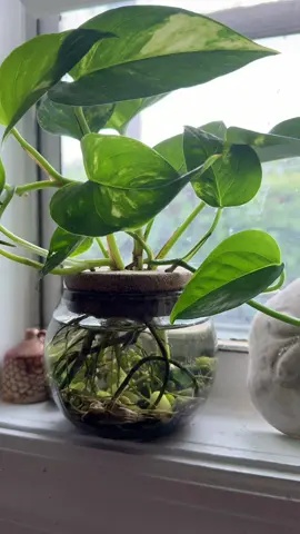 What are these critters ??