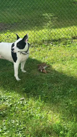 Is it considered the circle of life if she ate it ? RIP poor helpless bunny 🥺#fyp#tiktok #season #pitbullsoftiktok #husky