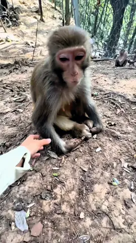 #tiktok #monkey #foryou 