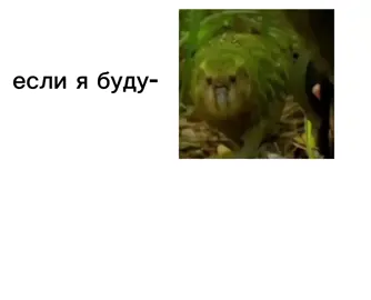 МЫ И ТОЧКА  #кокопо #снюсовыйлис #мы #us #говрекипж 