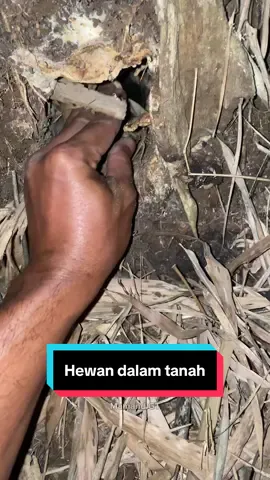 Hewan dalam tanah #amazing #omg #animals #trending #mamandgt #cute 