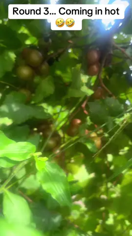 I love this season #fyp #thirstyauntee #jubileefarm #muscadine 