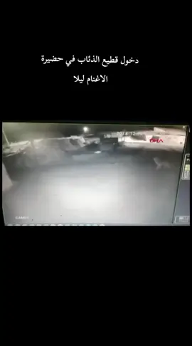 #دخول قطيع الذئاب في حضيرة الاغنام ليلا #