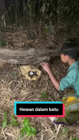 Hewan dalam batu #amazing #omg #animals #trending #mamandgt #cute 