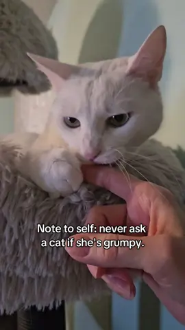 I can always tell when she's in a spicy mood. 😹 #catsoftiktok #catvideos 