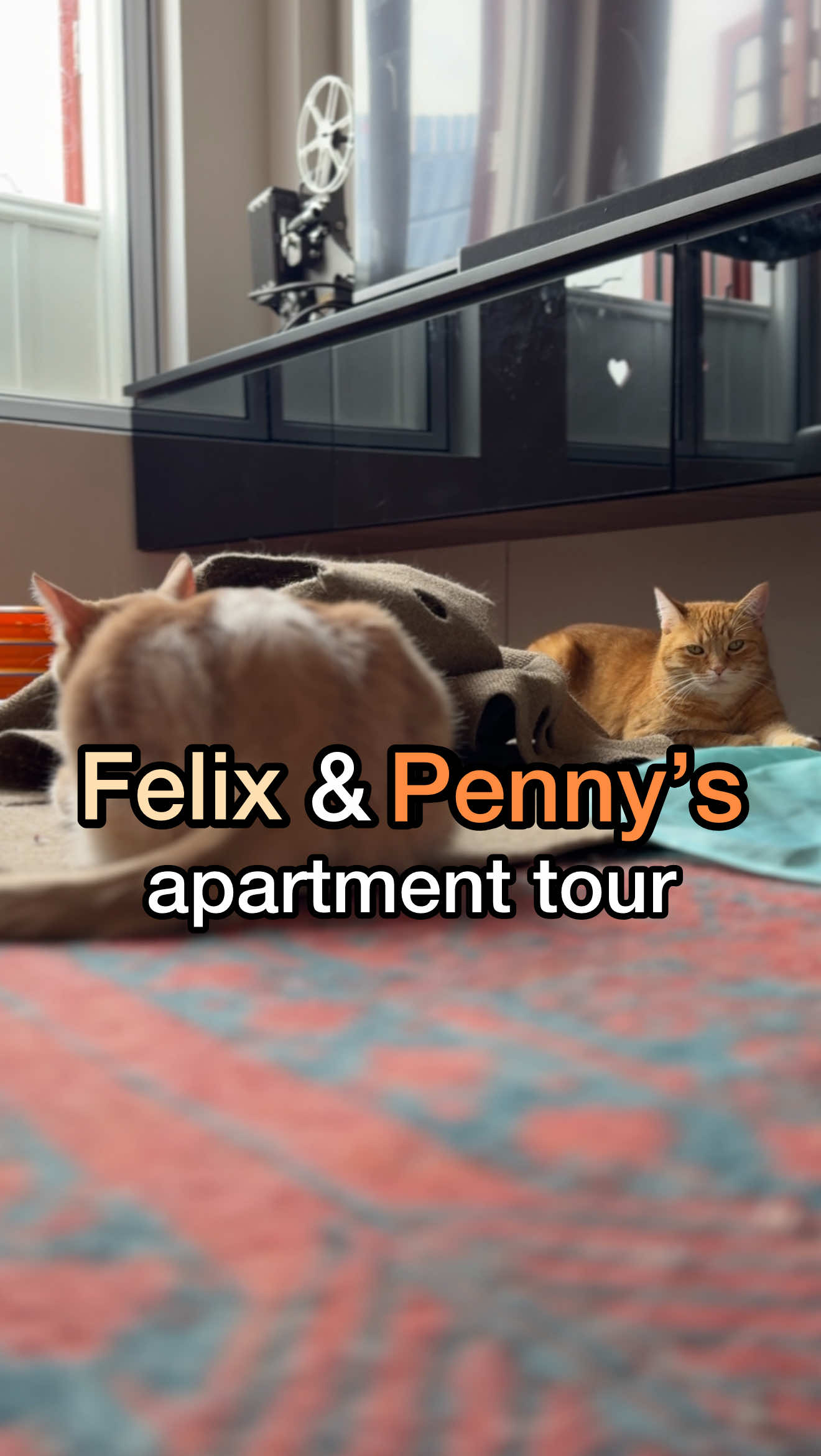 introducing penny and @Felix 🐱’s living room carpet  