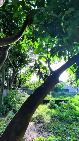 কিছু মানুষের গাঁয়ে লাগবে কথাটা 🤡⚡️#4k60fps #1080&60fps#viralvideo #fypシ゚viral #জানি_ভাইরাল_হবে_না😐😐 #আইডিতে_view_like_আসে_না😪😪😪 