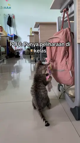 Rangonn mungil #catlover #cat #fyp 