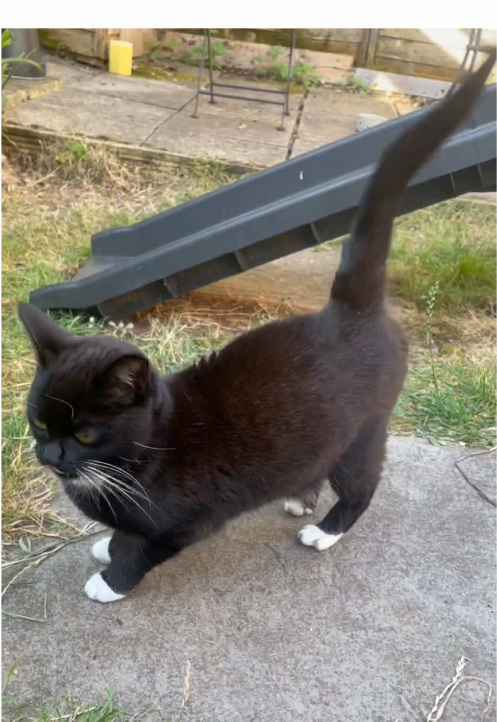 Have you ever seen a more excited tail?! Figgy does electric tail every morning to summon me for garden playtime 🛝 it’s her absolute favourite! #dwarfcat #tuxedocat #cattok 