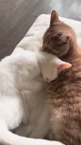 Cozey vibes on this gloomy day #catsoftiktok #cat #kittensoftiktok #kitten #fall 