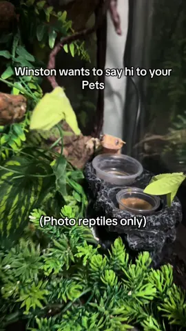 His request not mine, lets see em🫵📷 #pets #photocomment #cutepets 