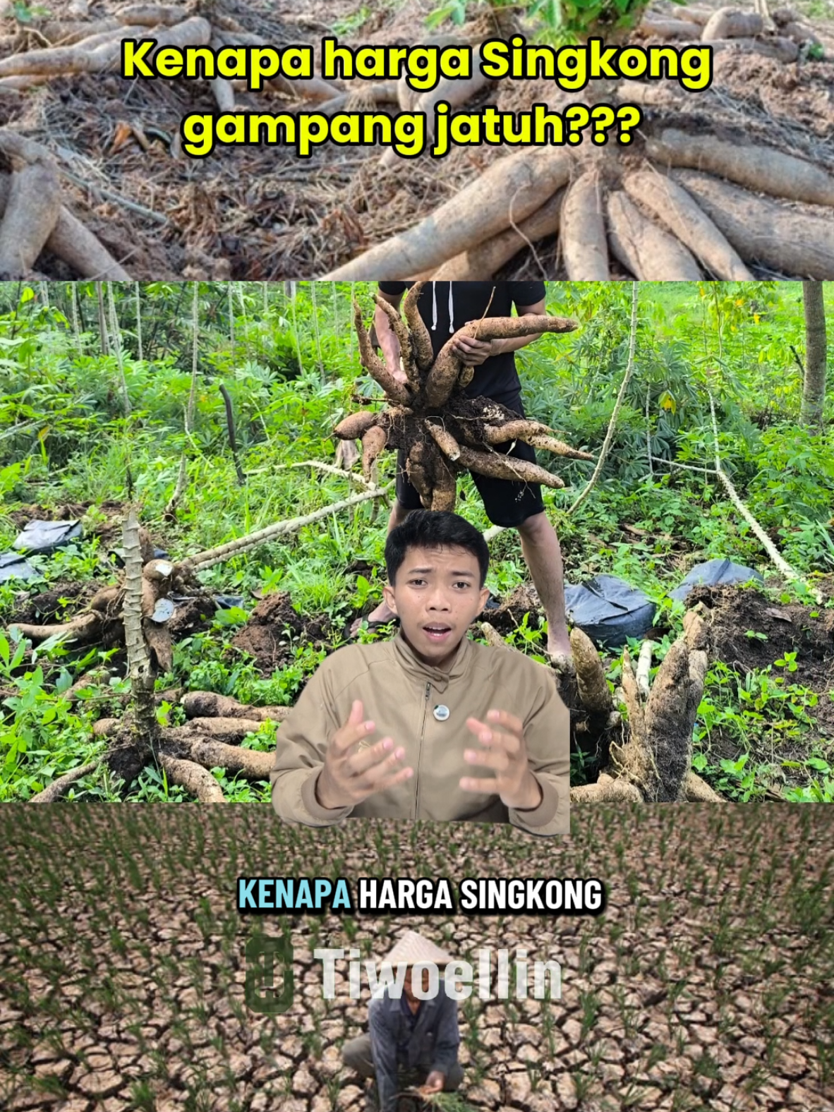 Kenapa harga singkong gampang banget jatuh??  #singkong #hargasingkong #pertaniansingkong #singkonglampung #tiwoellin 