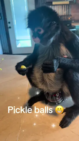 My brother is coming I have to munch down the last three 🤣. #pickleballs #yummy #fyp #charlotteandminicoop #thatmonkeylady 