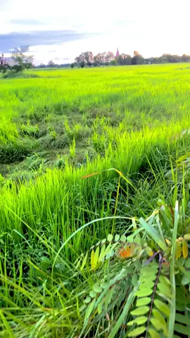 แพงเจ้าเด้อนาง….#เธรดความรู้สึก ##fyp #ท้องฟ้า #วิวบ้านนอก🍃 