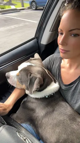 #ryder #ryderdie #easyryder #dog #amstaff