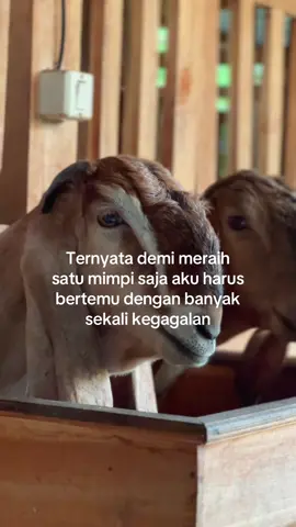 😇 #peternakmuda #sobatngaret #wongliyongertiopo 