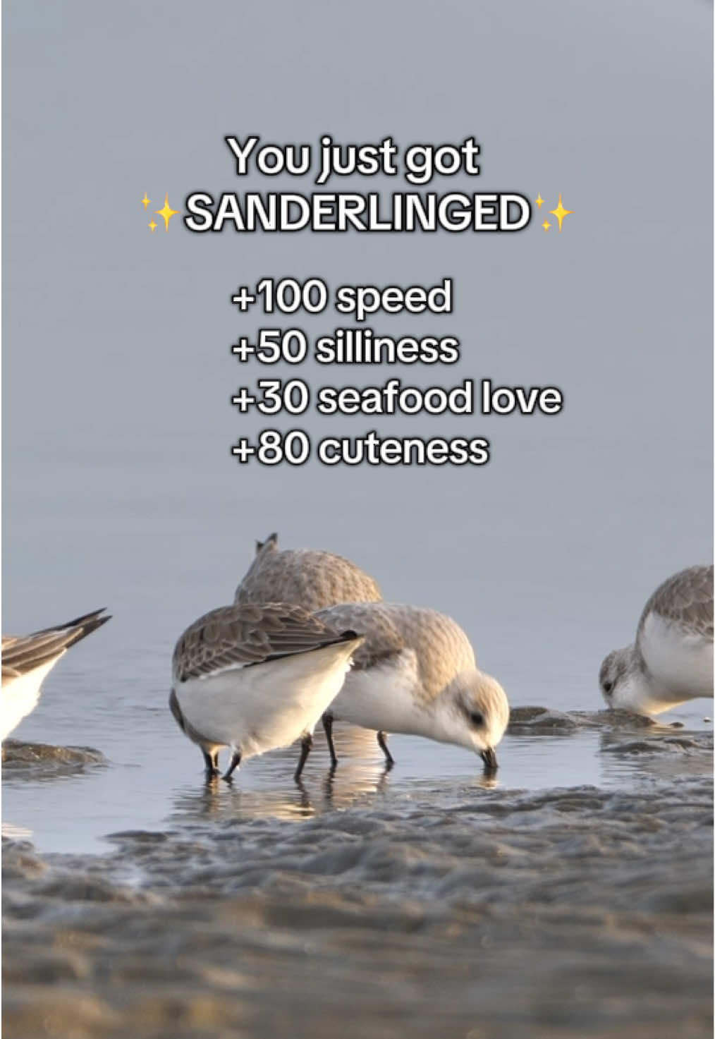 You gotta love them 🥹  #bird #sanderling #birdtiktok #birdlife #birdmemes  📹Shutterstock  inspo: @memento.makabre