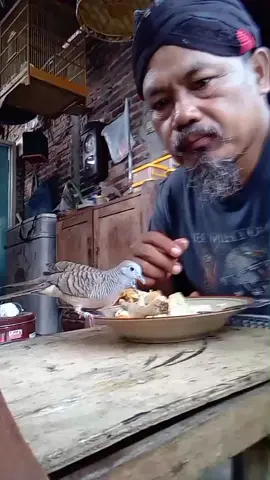 #fyp #trending #viral #burung #perkutut 