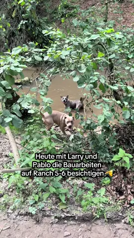Liebe Community 🫶🏽 RANCH 5 - 6  weitere 120’000 Quadratmeter in Arbeit  damit das nächste Hundeparadies entstehen kann 😍🫡 Bitte um eure Unterstützung 🫶🏽 #pleasehelp #pleasedonate  Savethedogsbih  CH63 0900 0000 1529 0311 9 POFICHBEXXX 5033 BUCHS AG PAYPAL info@savethedogsbih.ch