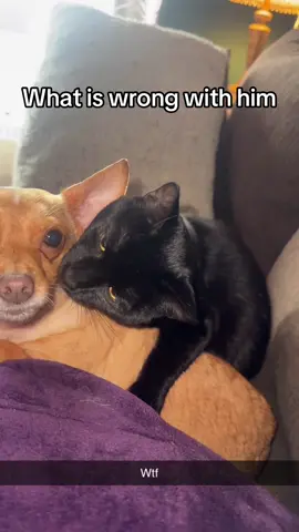 Kiwi is scared #funny #dog #cat #viral #fyp 
