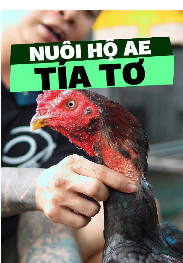 Chăm hộ nên phải kỹ lắm anh em ạ 😤 #gàchiến #gà_chọi_việt_nam #gàchoivietnam🇻🇳 