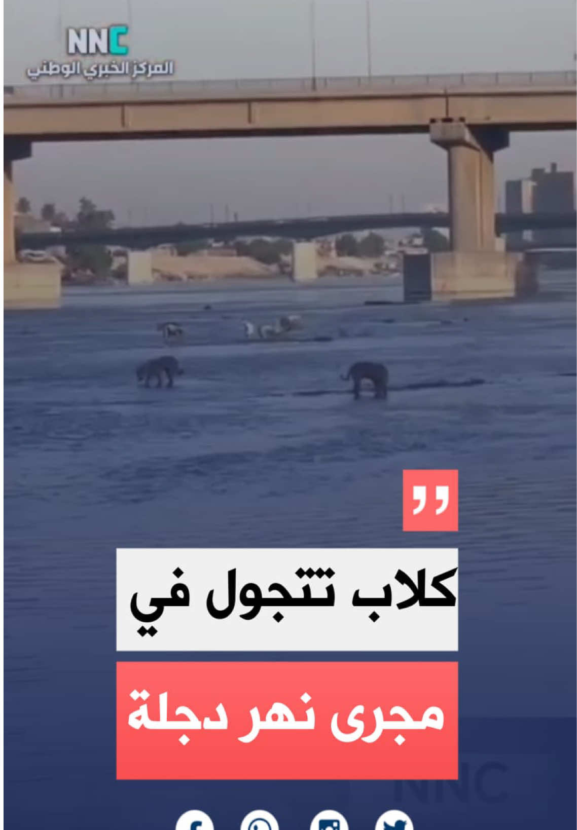 كلاب تتجول في مجرى نهر دجلة