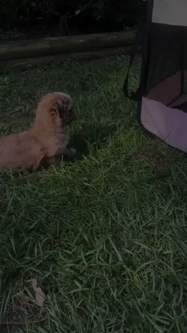 #shihtzupuppy #puppytiktok #fypシ 