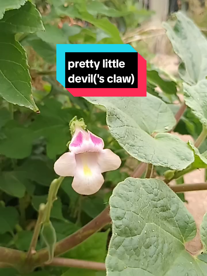 i really do want to pickup basket weaving again // let me know if you've tried the fruit (always looking for more recipes) or if you've woven with the fiber from the pods // be safe friends 🖤 // #devilsclaw #nativeplants #botany #gardentok #desertlife 