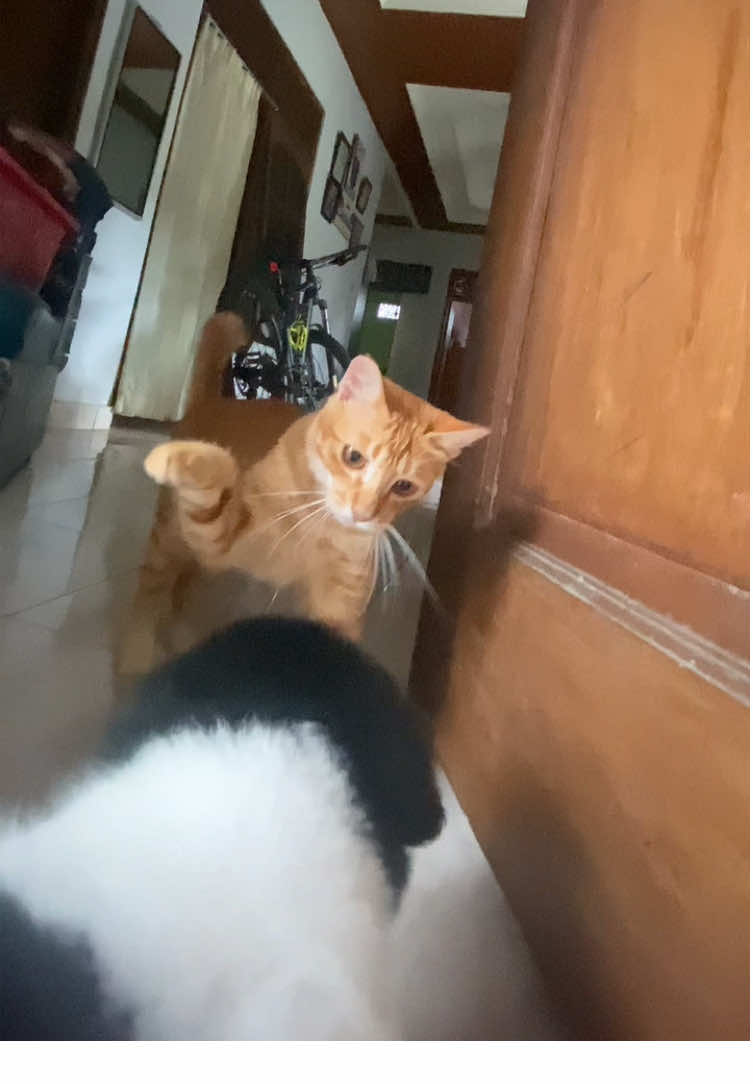 Oren vs mbul #fyp #selucuini #doglovers #capcut 