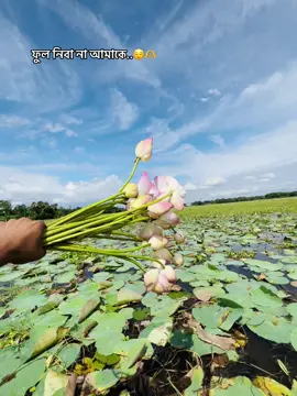 পদ্ম ফুল🪷#furyoupage #vairal #vairalvideo #bangladesh🇧🇩 