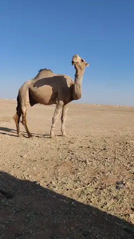 #عرعرنا_الحدود_الشماليه_عرعرنا 