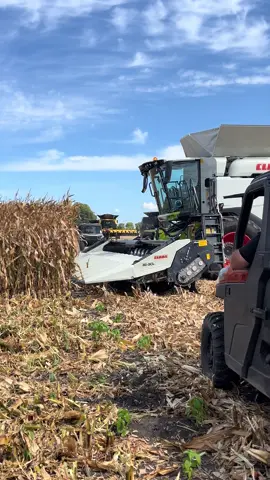 Claas Lexion 8500harvesting corn at 2025 FPS. #farming #claas #corn #cornharvesting #cornharvester