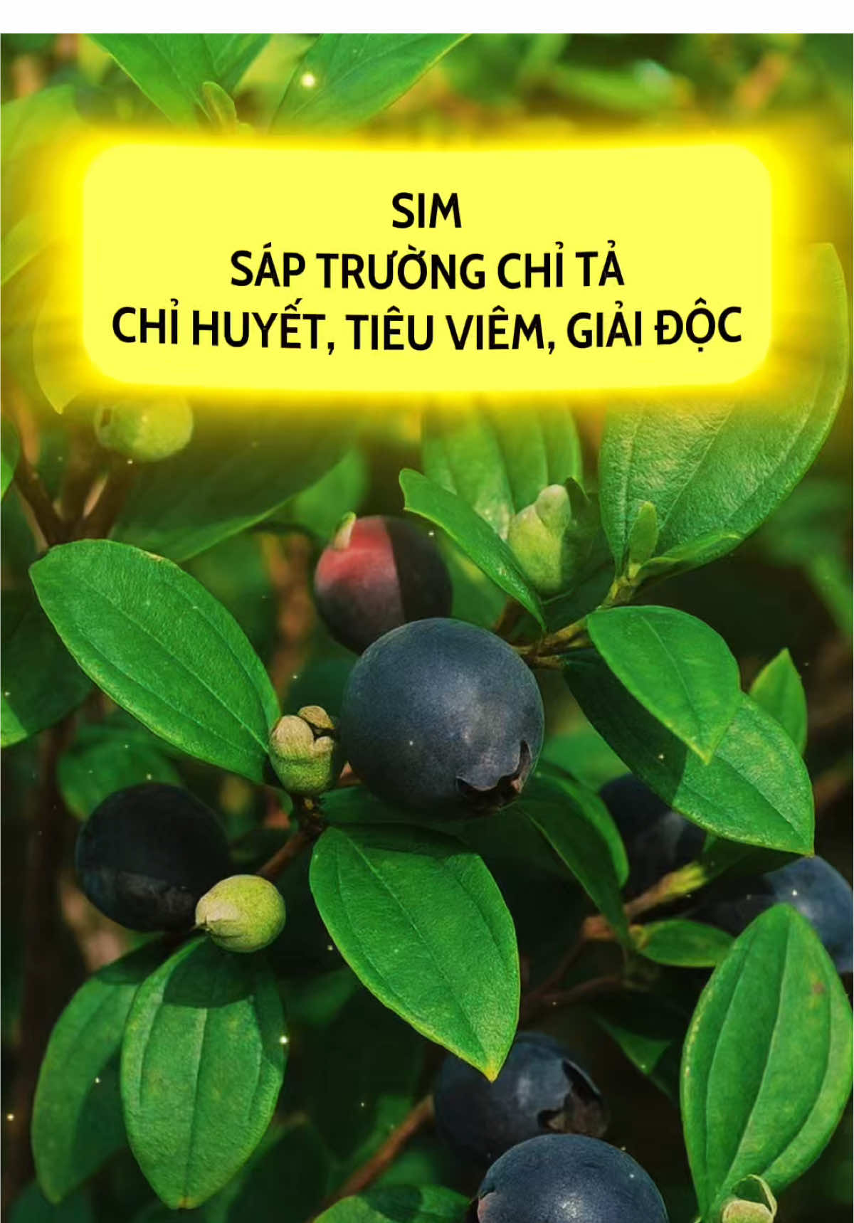 Cây sim tiêu viêm, giải độc…#caythuocvietnam #dongy #mebimsua #xh #xaykenh 