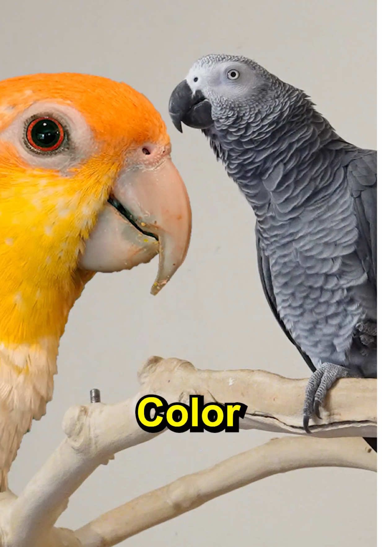 Color 🥕 #parrotsoftiktok #talkingparrot #africangrey #funnyanimals #amazinganimals 