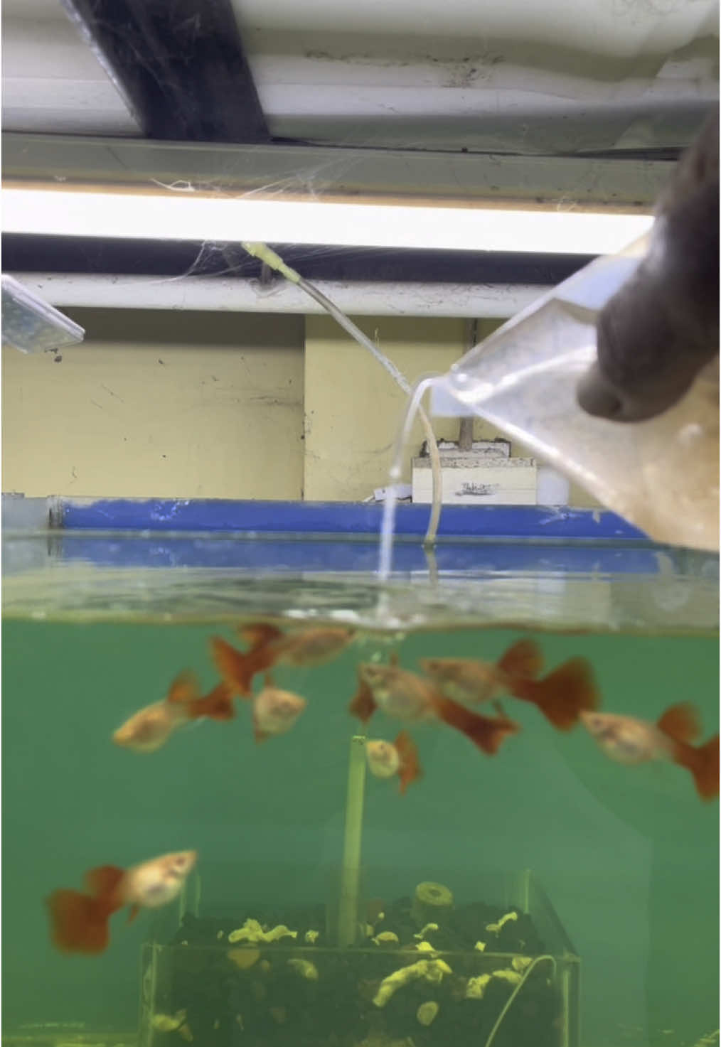 Albino Full Red Ribon#fyp #guppyfish 