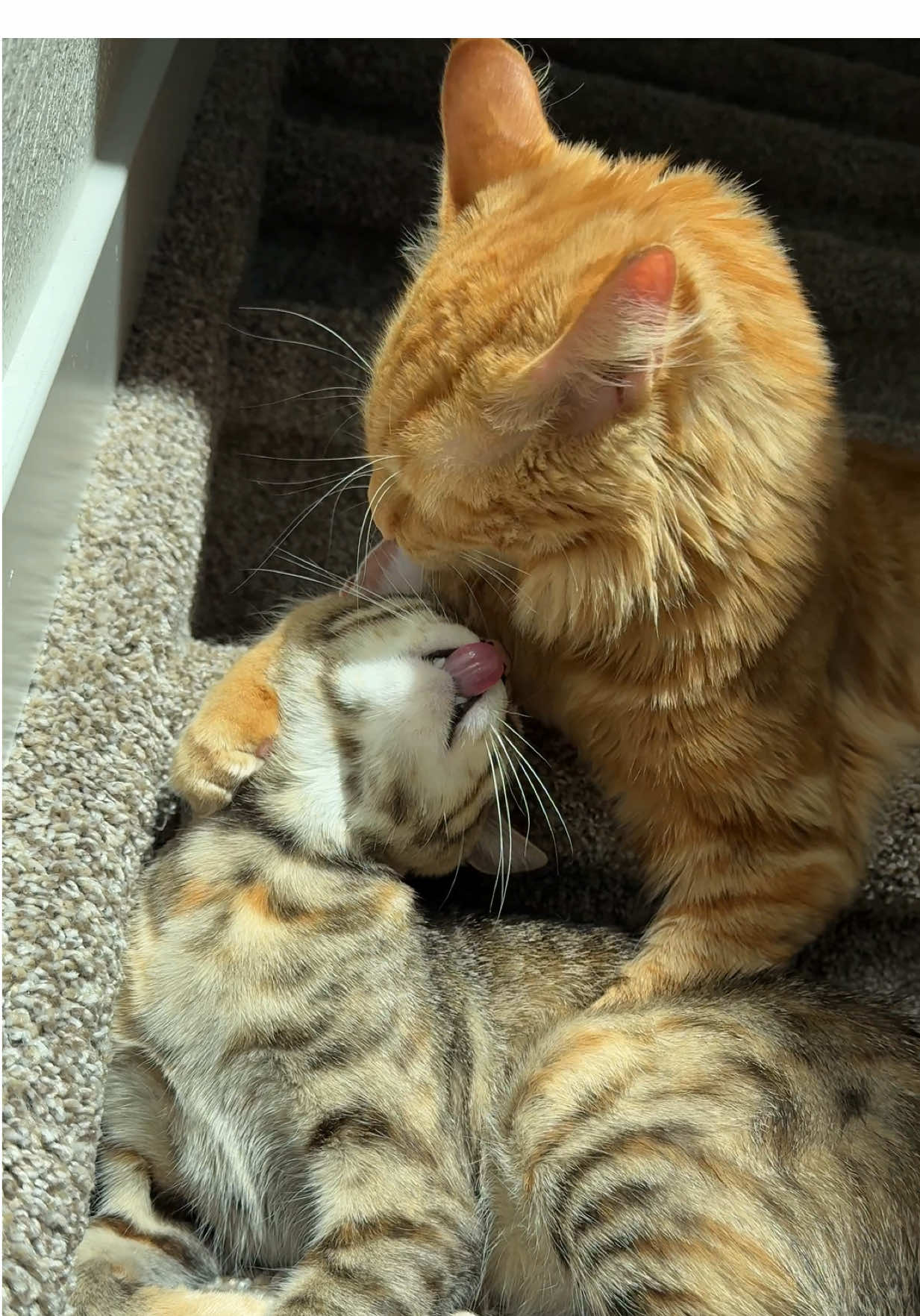 Son mi milagrito de vida 🥹🤍#foryou #parati #cat #catsoftiktok #kitten 