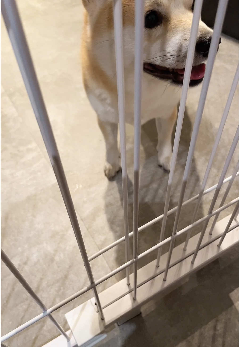 音声注意⚠️ 癒し担当、相棒豆柴のあずき🫘ちゃんです🐶 おやつタイムなんですが、 ほとんど吠えないけど、 この時ばかりは漏れてくる心の声… 可愛くて、何度も確認したくなります… チワックスのミルク🍼師匠もいます… ただとってもご機嫌ななめです… おやつ食べ過ぎはダメ！と言っているようです… #豆柴 #チワックス #犬好きと繋がりたい  #わんこ  #ドンキ