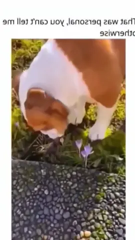 #dog 