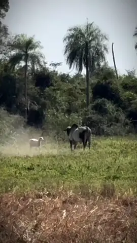 😂😂😂 #explore #sheepoftiktok #fypage #memestiktok #meme #sheep #trendingvideo #funnyvideos #viral #explore #cow @aigenta 