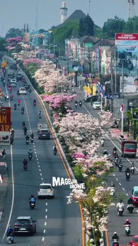 Wow,bunga tabebuya sudah mulai menghiasi sudut magelang😍😍 #magelang24jam #magelang #tabebuya #tabebuyamagelang #shortvideo 