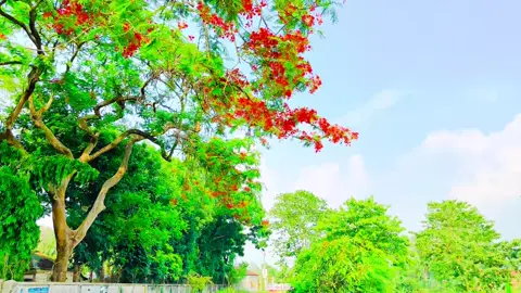 #natural_lover126 #আনিসুর_রহমান_আশরাফী💖💖 #ইসলামিক_কথা_শুনে_চলি।🤲🕋আমিন #outfit_cowok_berwarna 