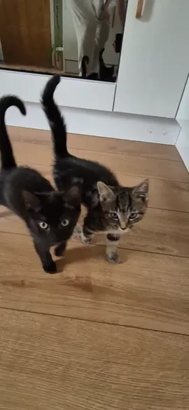 Reeeeeeee #kitten #cats #ragdollmix #meowing #meow 
