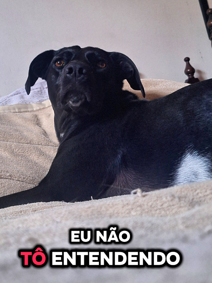 Também ta sem entender como que já chegamos em setembro amiga? #5familymembers #cachorrosfofos #cachorrosdotiktok #srd #setembroamarelo 