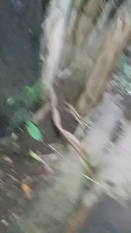 ini parah 🤮