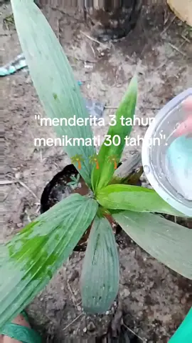 #berproses #sawitontiktok #petanimuda #fypage 